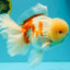 FLUFFY AAA Grade Jumbo Boradtail Red White Oranda Male 8.5 inches #072426OR_02