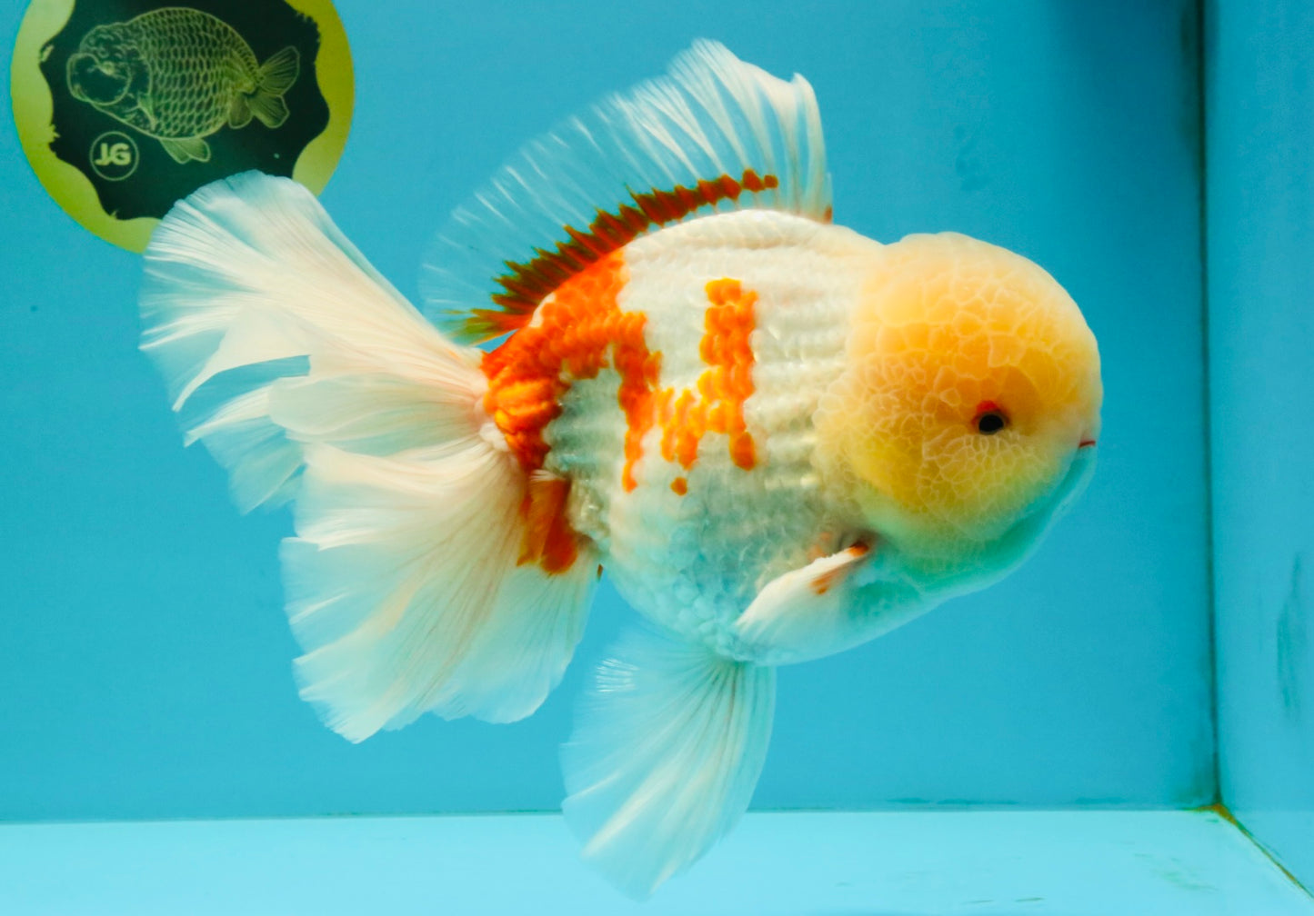 FLUFFY AAA Grade Jumbo Boradtail Red White Oranda Male 8.5 inches #072426OR_02