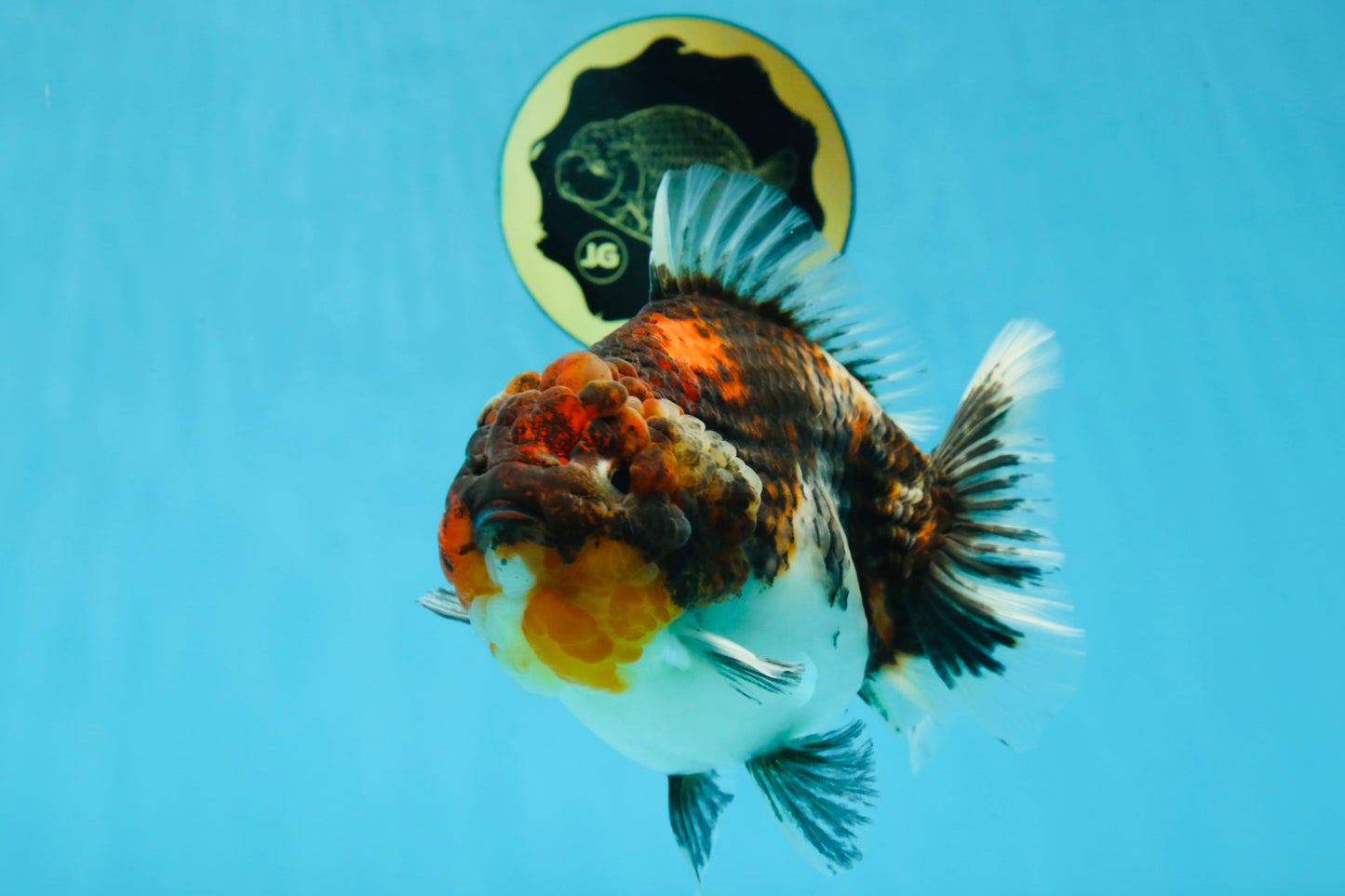 A Grade Godzilla Kirin Yuanbao Female 5.5-6 inches #053025YB_02