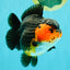 SUPER CUTE AAA Grade Tricolor Yuanbao Female 5 inches #062626YB_16
