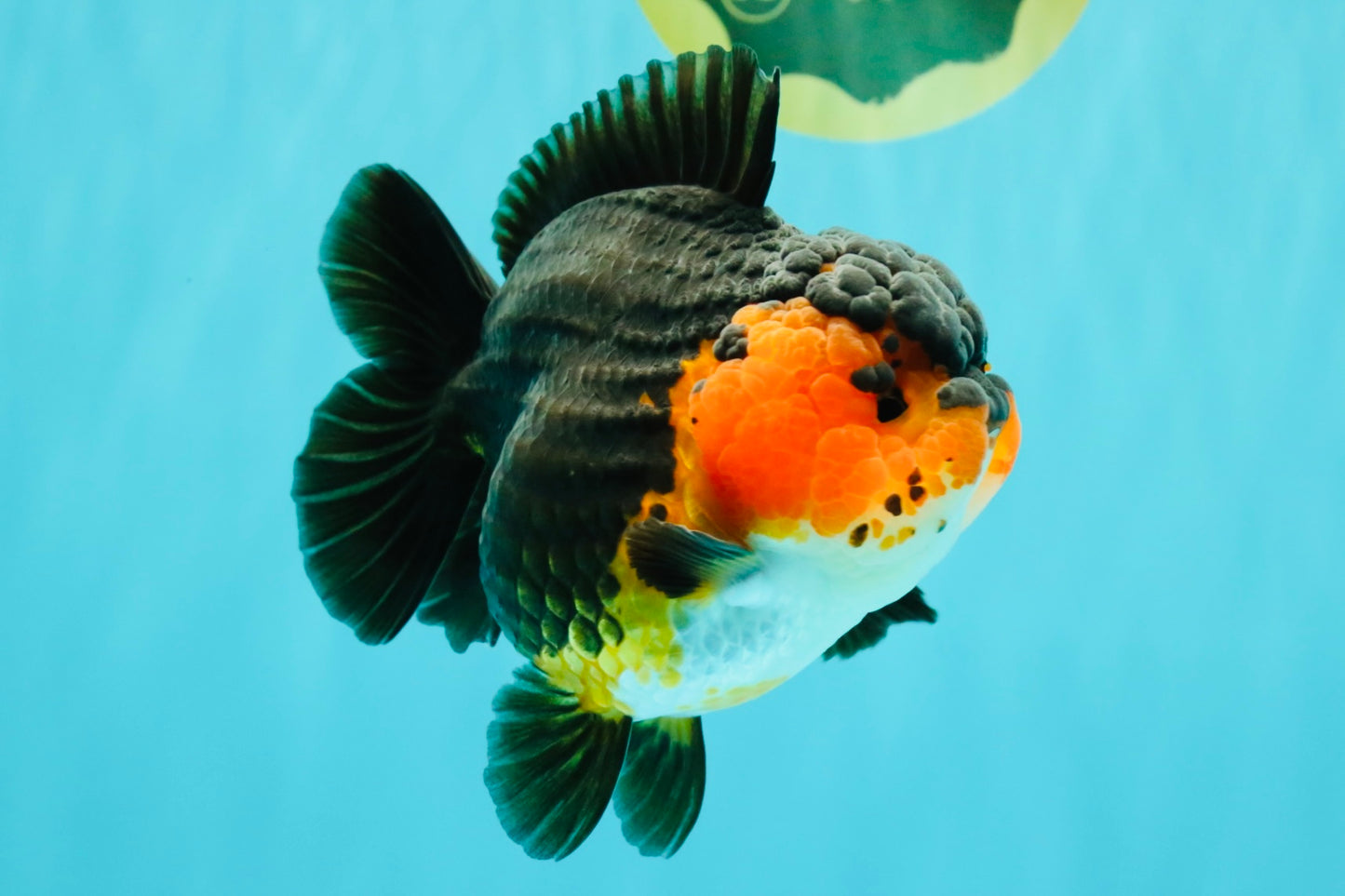 SUPER CUTE AAA Grade Tricolor Yuanbao Female 5 inches #062626YB_16