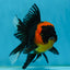A Grade Tricolor Oranda Male 5-5.5 inches #062725OR_17
