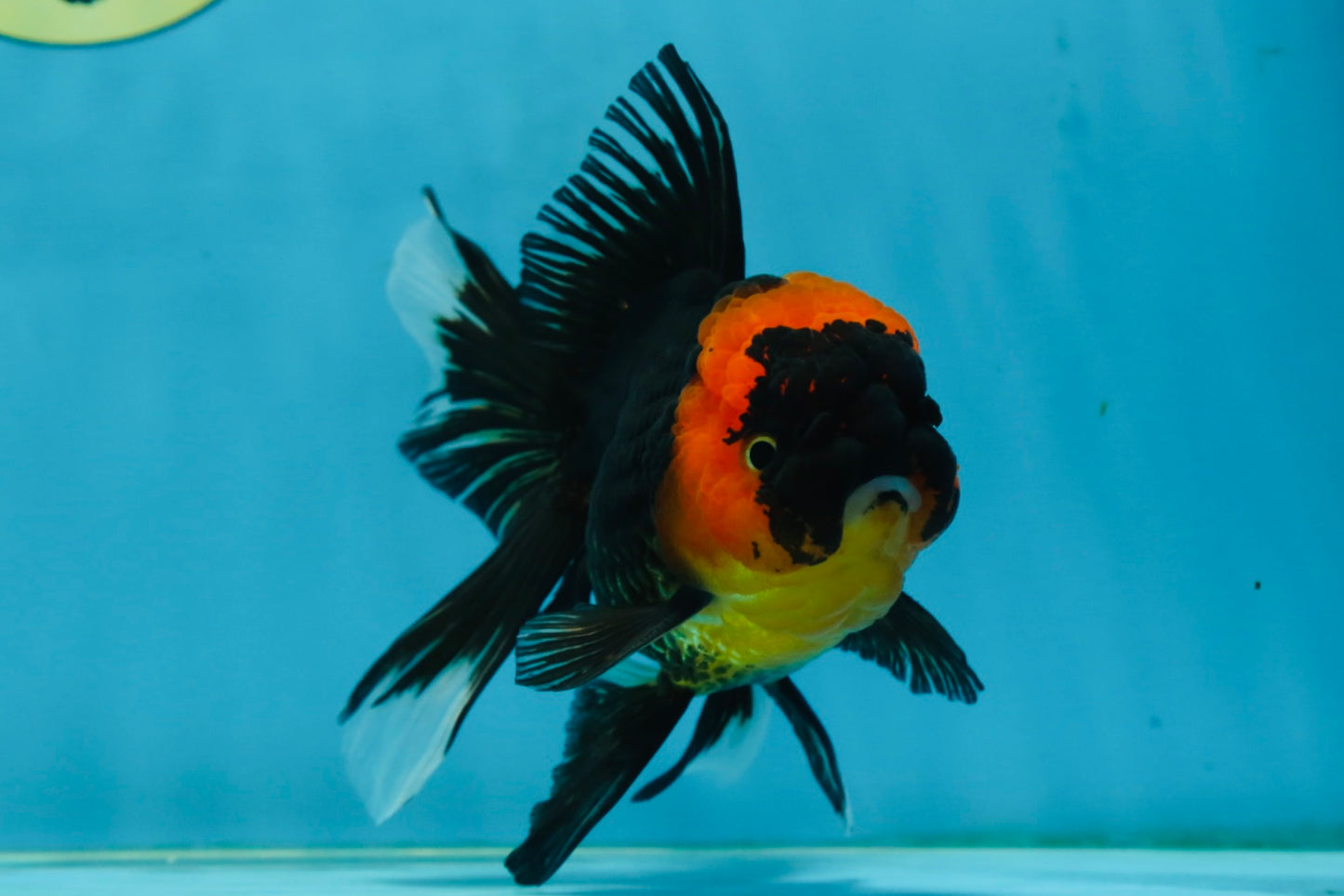 A Grade Tricolor Oranda Male 5-5.5 inches #062725OR_17