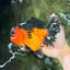 CHUBBY AAA Grade Apache Oranda Female 6-6.5 inches #082126OR_11