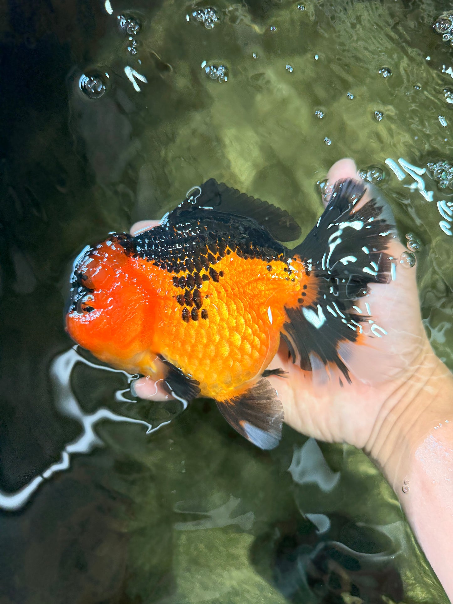 CHUBBY AAA Grade Apache Oranda Female 6-6.5 inches #082126OR_11