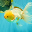 CHICKIE A Grade Red White Oranda Male 6 inches #090426OR_12