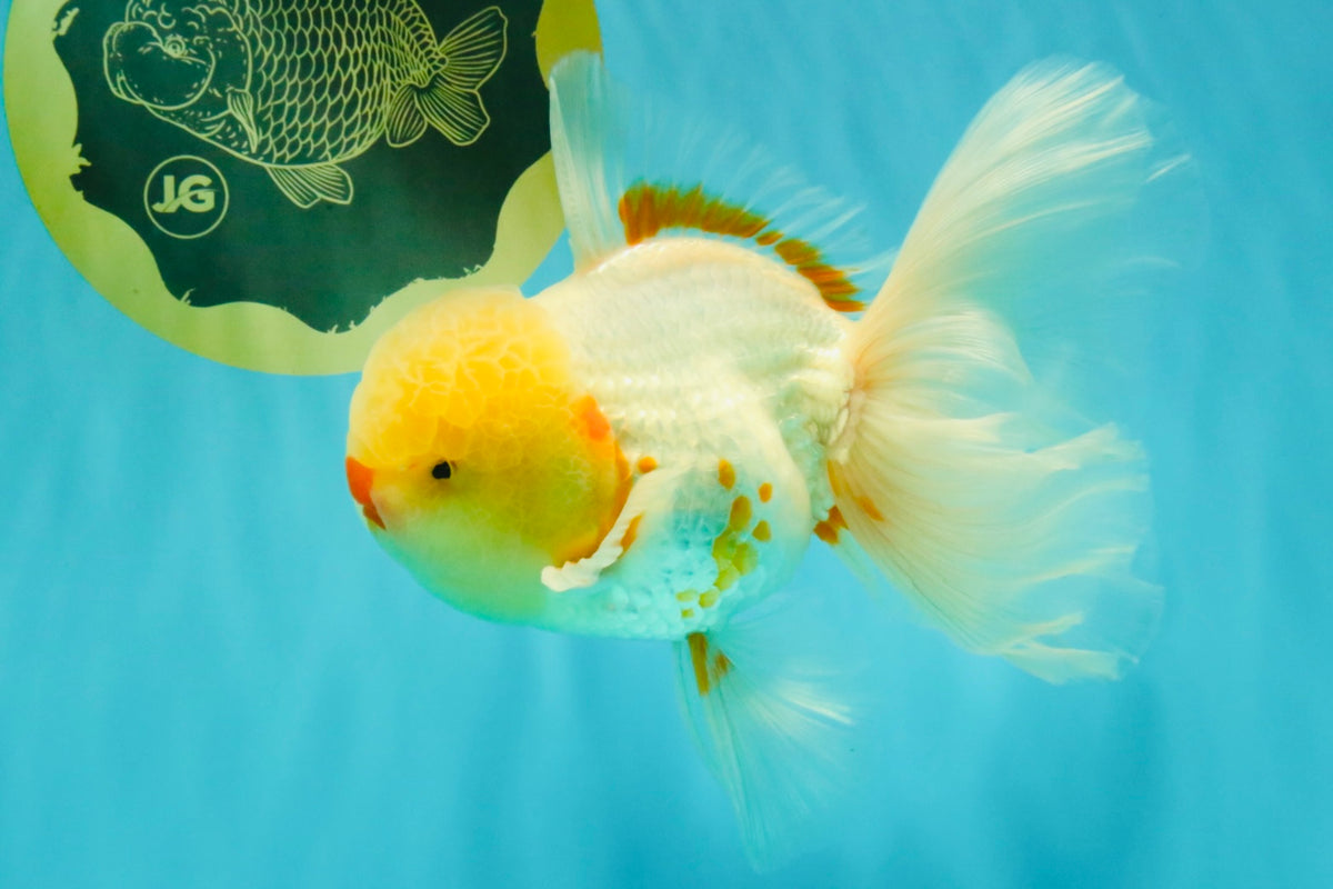 CHICKIE A Grade Red White Oranda Male 6 inches #090426OR_12