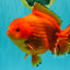 PUMPKIN AAA Grade Red Yuanbao Male 6 inches #101626YB_29