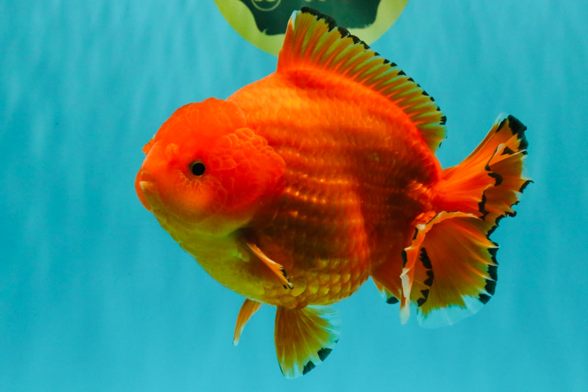 PUMPKIN AAA Grade Red Yuanbao Male 6 inches #101626YB_29