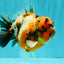 AAA Grade Calico Yuanbao Male 5.5 inches #073126YB_19