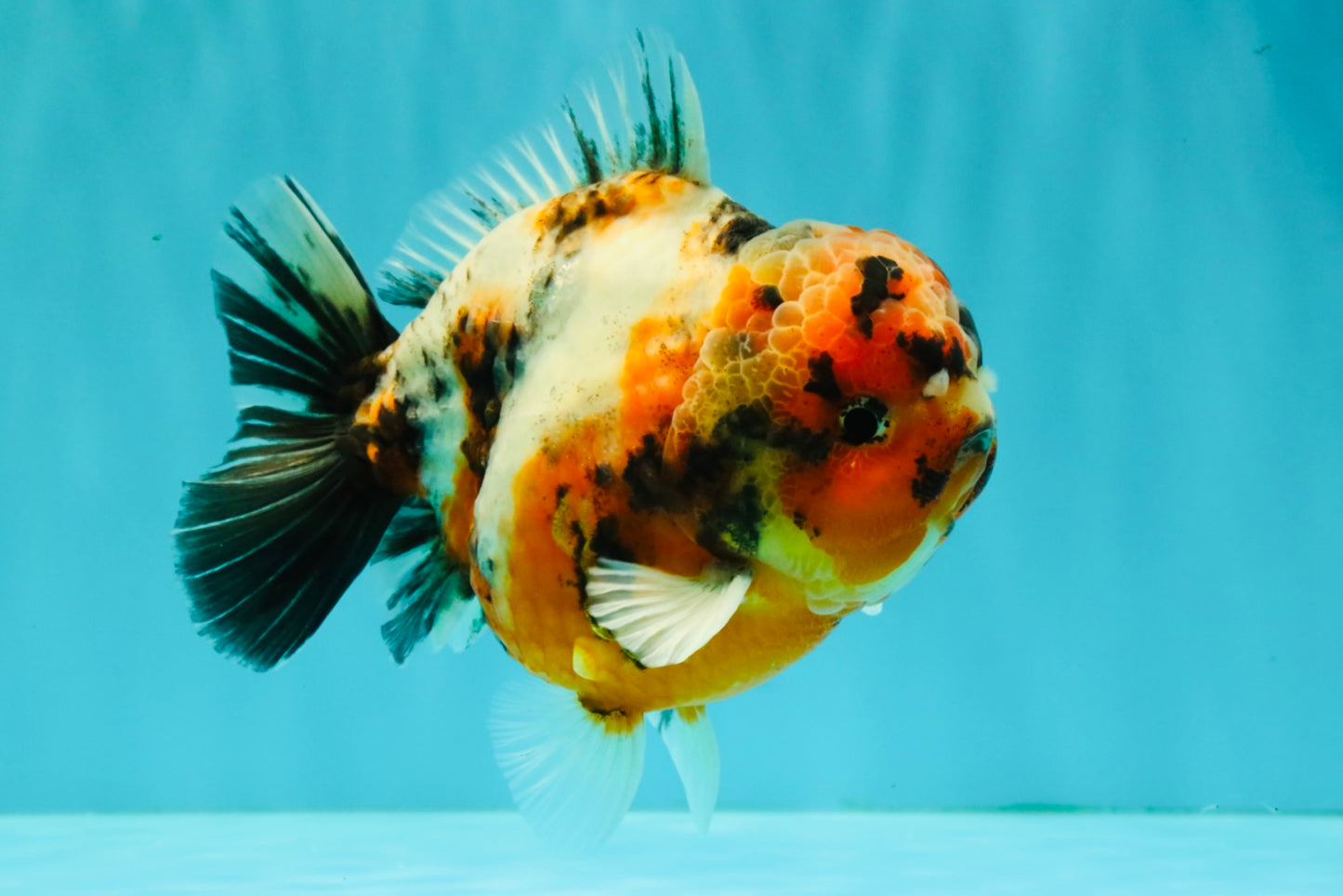 AAA Grade Calico Yuanbao Male 5.5 inches #073126YB_19