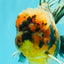 A Grade Calico Tiger Oranda Male 6.5-7 inches #080726OR_17