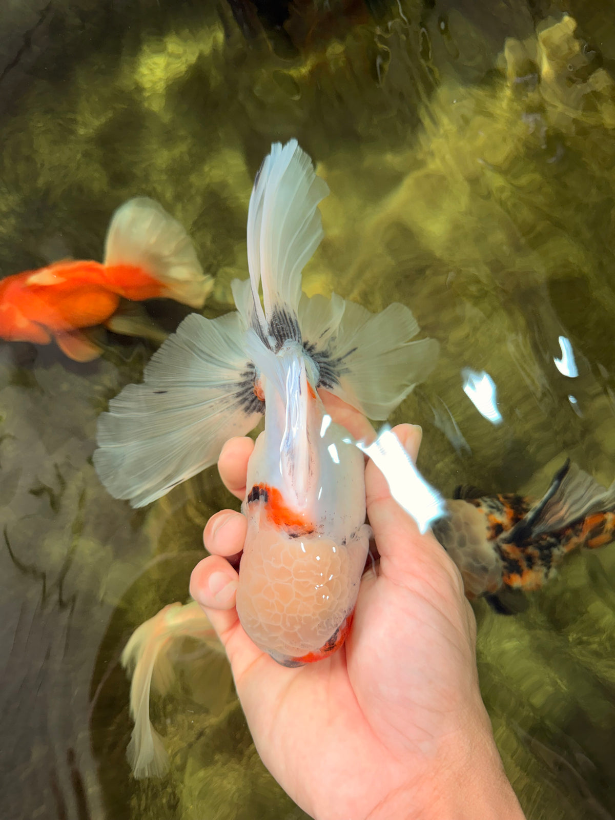 Marble Oranda Male 6.5 inches #091826OR_02