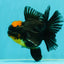 AAA Grade Apache Lava Head Oranda Female 5 inches #111524OR_16