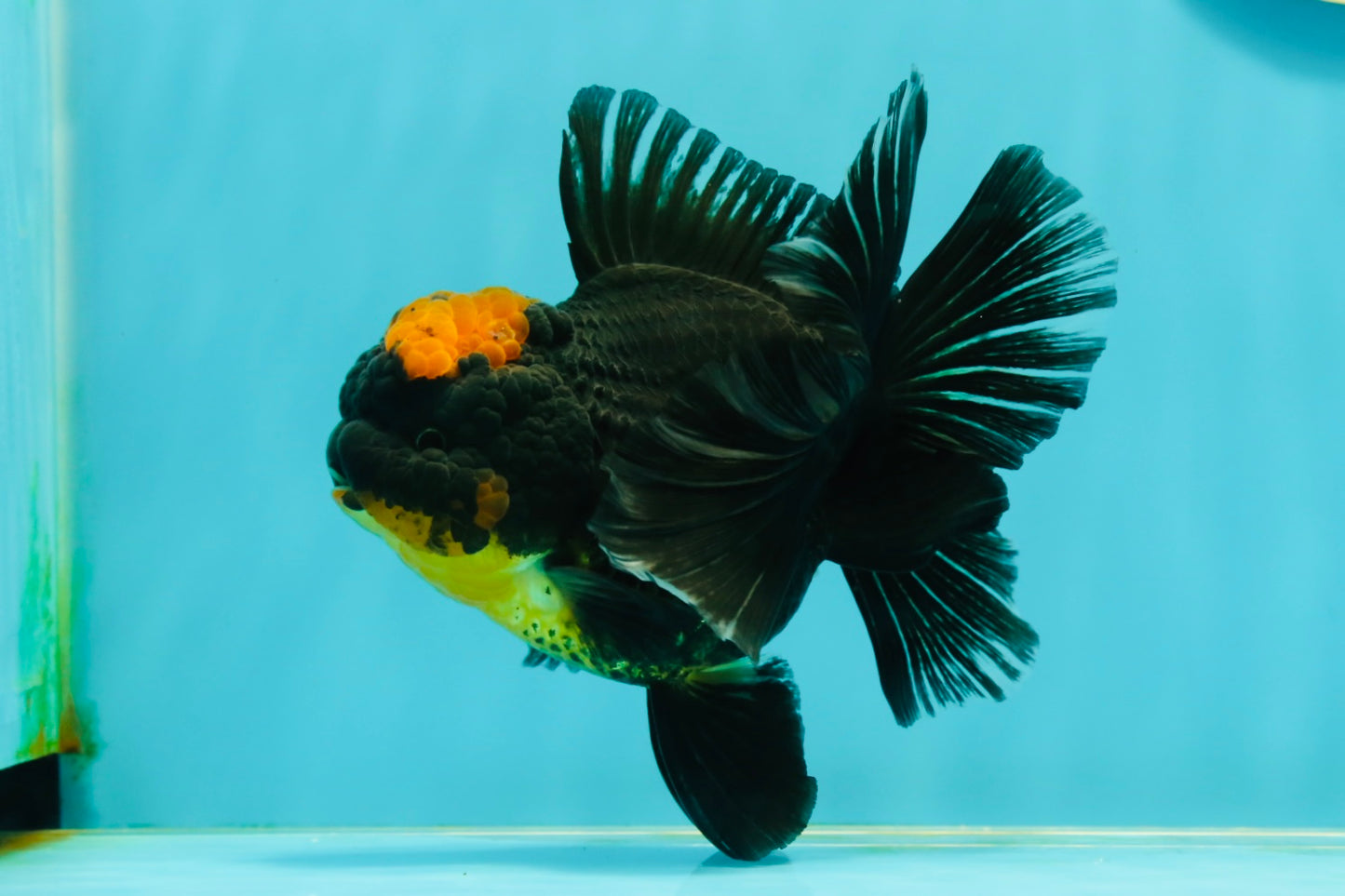 AAA Grade Apache Lava Head Oranda Female 5 inches #111524OR_16