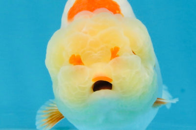 AAA Grade Pompom Kohaku LionQueen 4-4.5 inches #103125LC_19