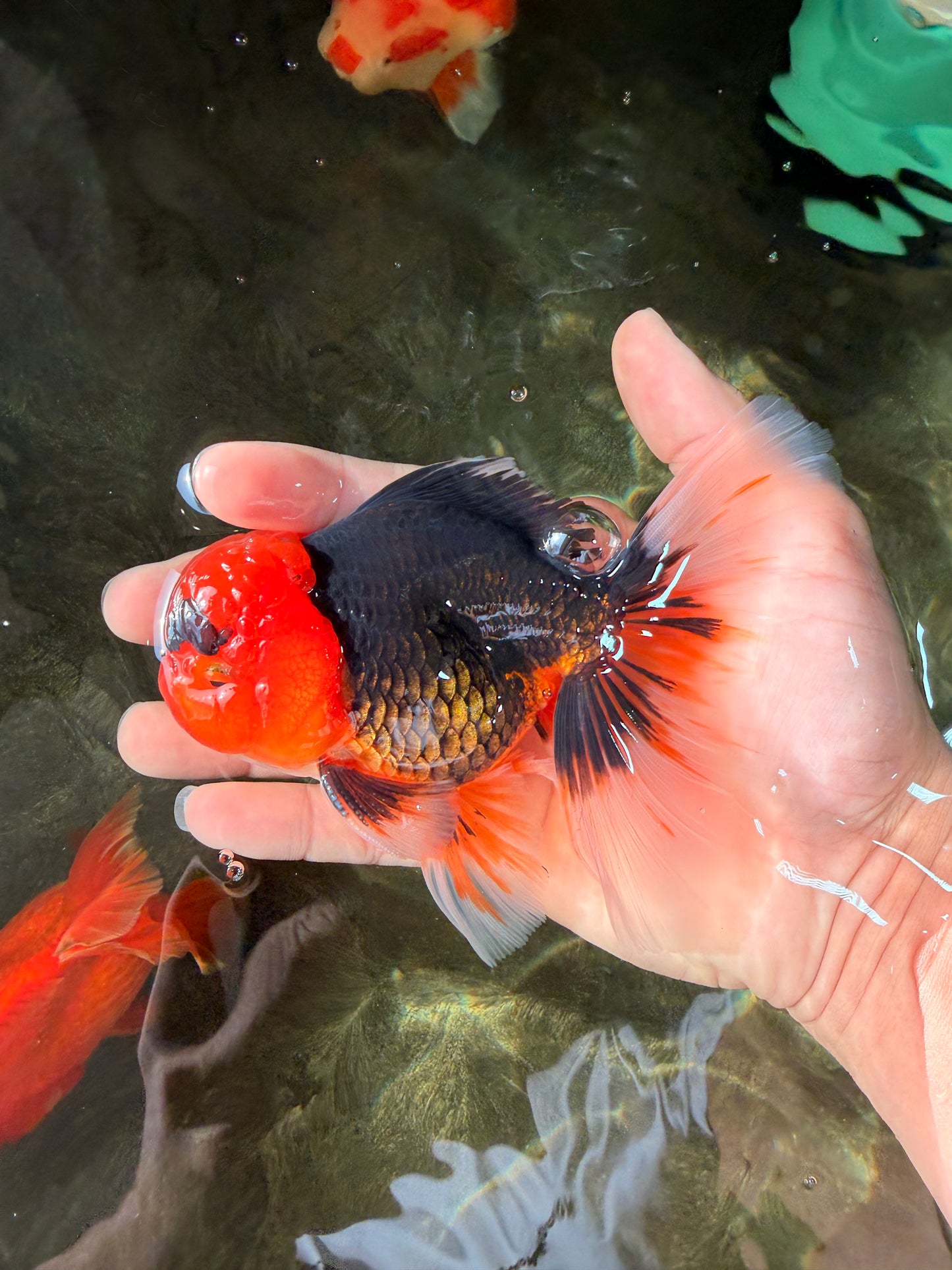 A Grade Red Head Tricolor Oranda Male 5-5.5 inches #031326OR_26