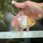 A Grade White Oranda Male 5 inches #060625OR_28