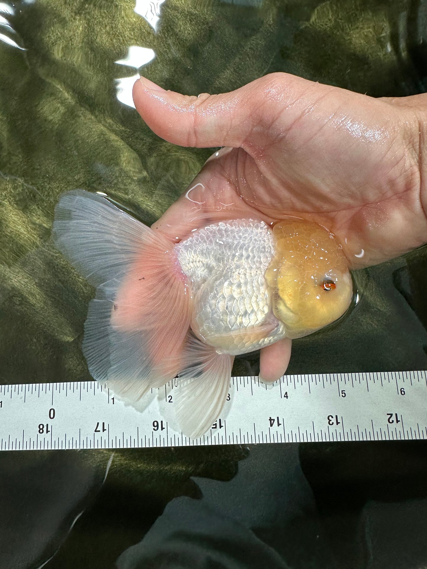 A Grade White Oranda Male 5 inches #060625OR_28
