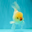 BEAUTY A Grade White Oranda Male 6 inches #070626OR_12