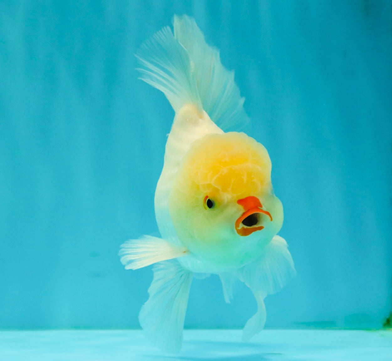 BEAUTY A Grade White Oranda Male 6 inches #070626OR_12