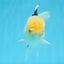 Panda Lemonhead Button Eyes Oranda Male 4.5-5 inches #0830OR_27