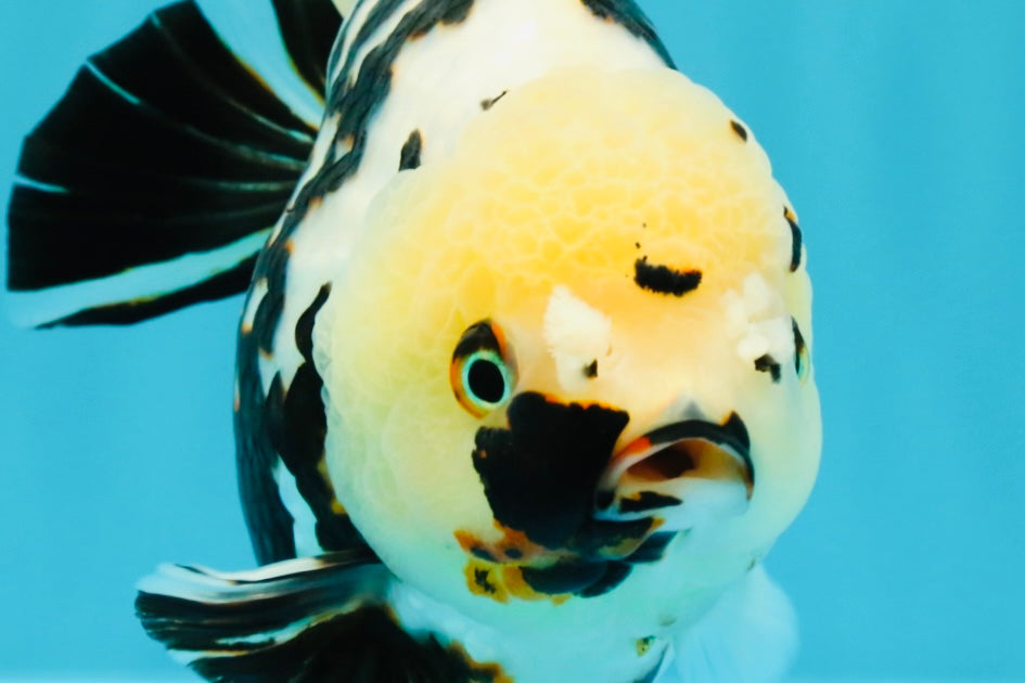 A Grade Special White Tiger Yuanbao Female 6 inches #022726YB_08