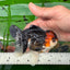 AAA Grade Tricolor Oranda Male 4.5 inches #0830OR_17