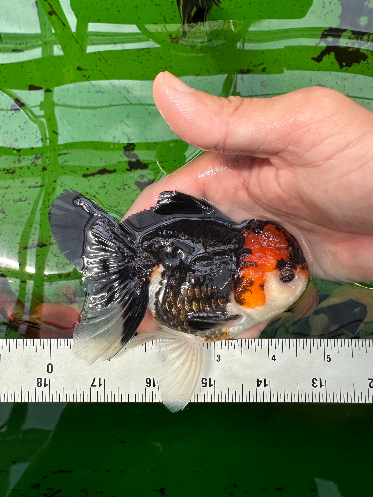 AAA Grade Tricolor Oranda Male 4.5 inches #0830OR_17