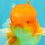 A Grade Red White Oranda Male 5.5-6 inches #082126OR_03