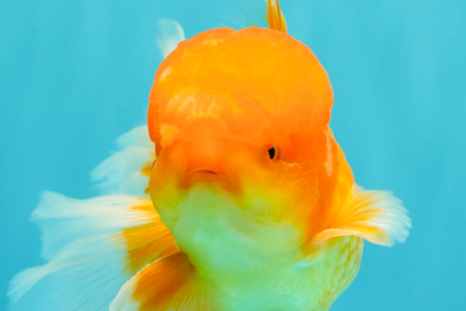 A Grade Red White Oranda Male 5.5-6 inches #082126OR_03