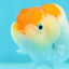 🐣 New Baby Sakura Tail Deformed Lionchu Female 3.5 inches #0223LC_02