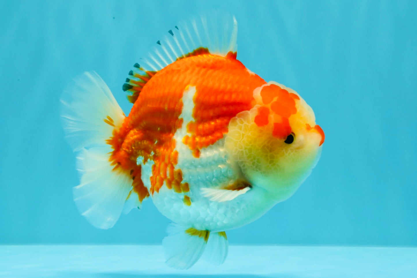 AAA Grade Godzilla Red White Yuanbao Male 5-5.5 inches #031326YB_20