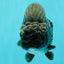 CHUBBY AAA Grade Black Blue Ranchu Female 5.5 inches #100926RC_31