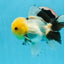 AAA Grade Lemonhead Button Eyes Oranda Male 5 inches #0927OR_24