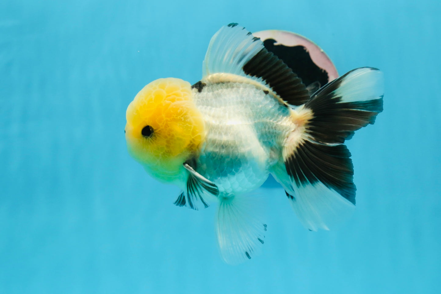 Oranda macho de cabeza de limón de grado AAA con ojos de botón, 5 pulgadas, n.º 0927OR_24