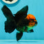 AAA Grade Red Head Apache Oranda Female 5-5.5 inches #1011OR_07