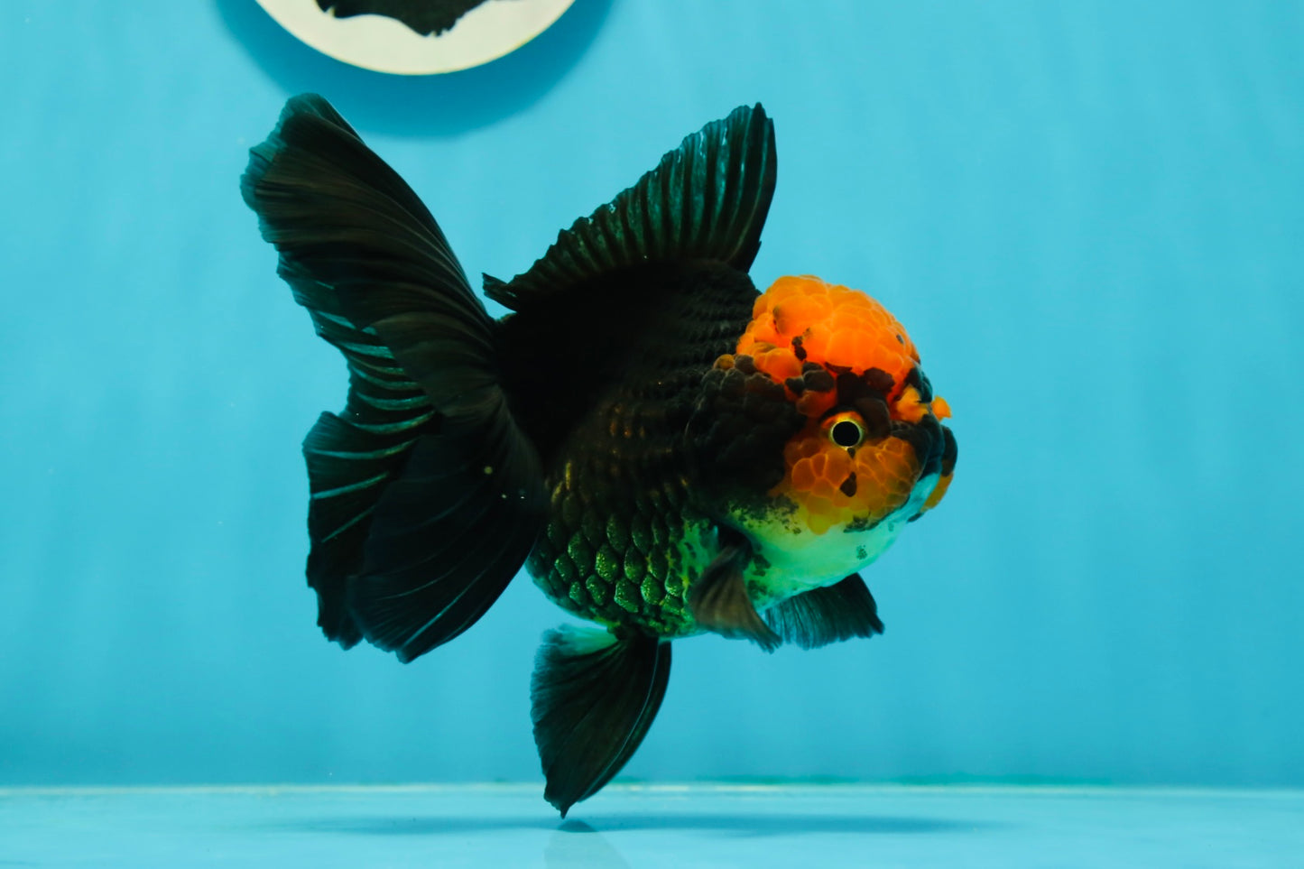 AAA Grade Red Head Apache Oranda Female 5-5.5 inches #1011OR_07