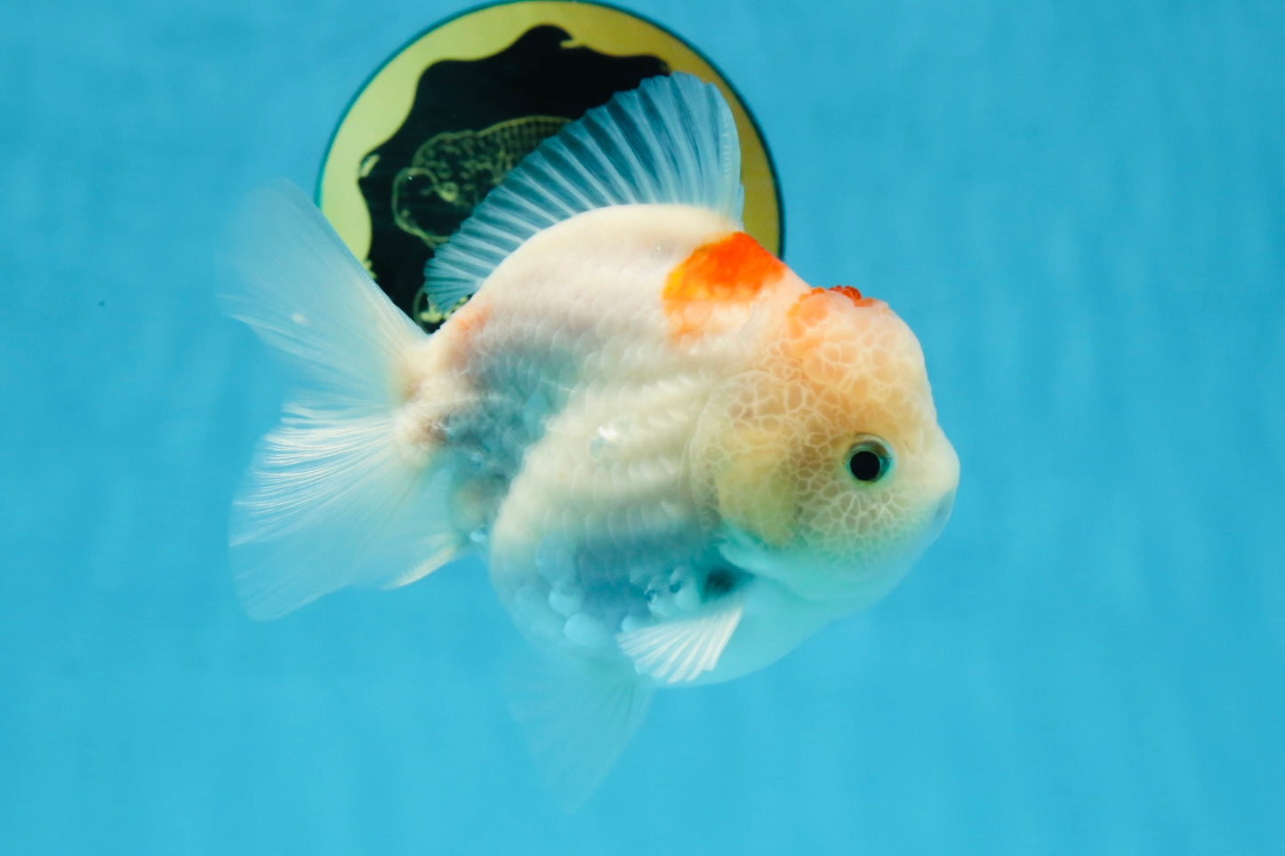 A Grade Sakura Yuanbao Female 4 inches #103125YB_07