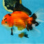 AAA Grade THICK BODY Godzilla Apache Oranda Male 6.5 inches #090525OR_07