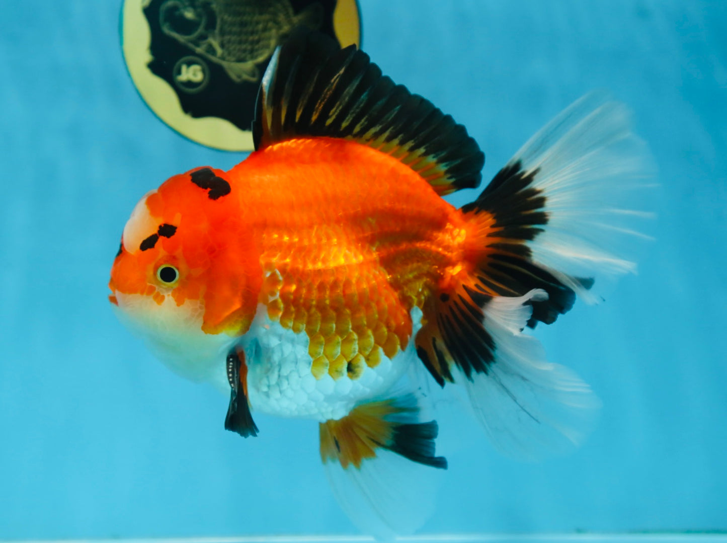 AAA Grade THICK BODY Godzilla Apache Oranda Male 6.5 inches #090525OR_07