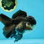 Chubby Cheeks Panda Oranda Male 5 inches #050225OR_06
