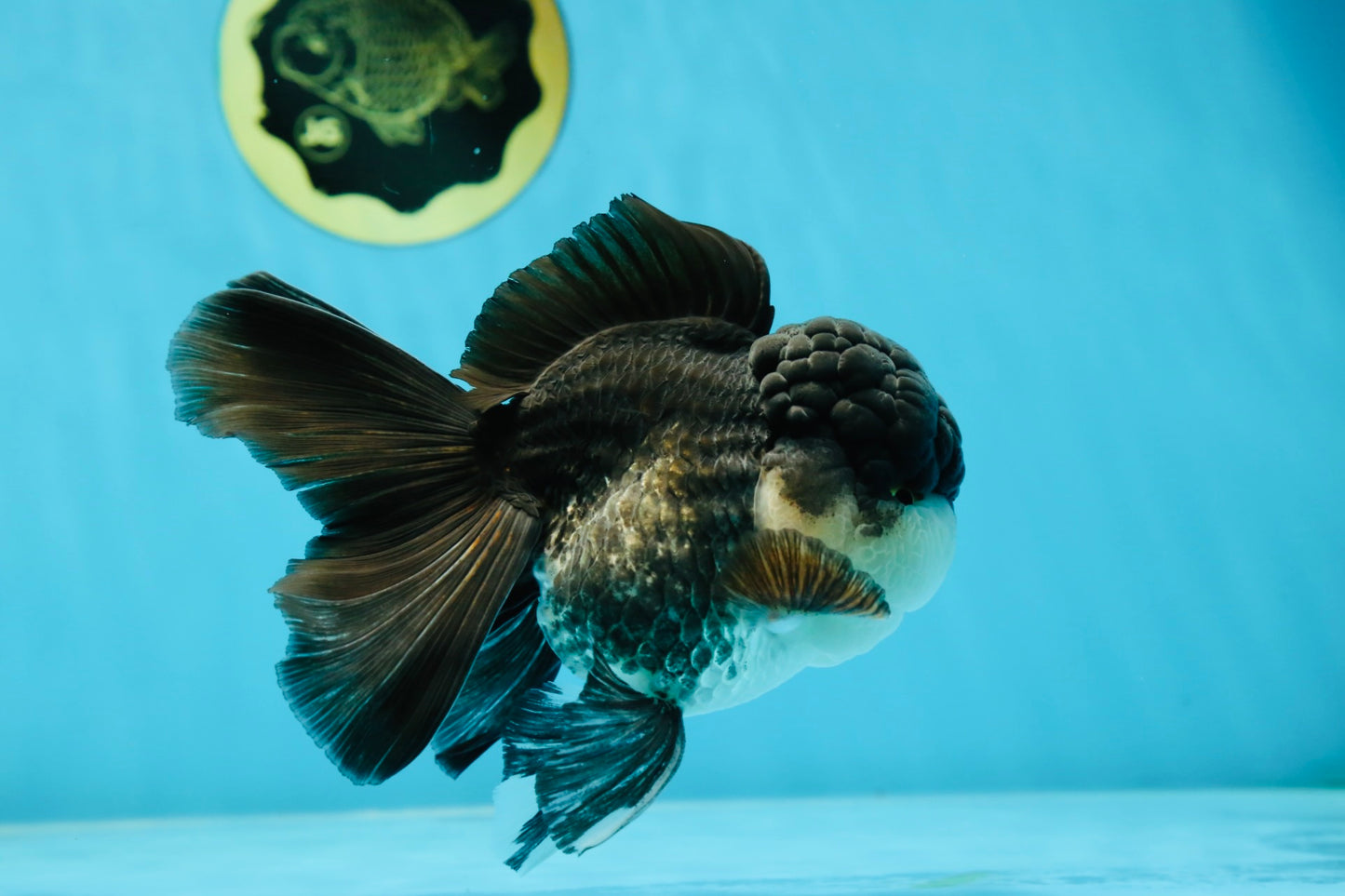 Chubby Cheeks Panda Oranda Male 5 inches #050225OR_06