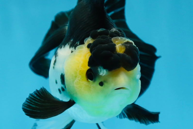 Panda Oranda Female 5-5.5 inches #080825OR_11