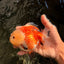 A Grade Tricolor Yuanbao Female 5-5.5 inches #061926YB_31