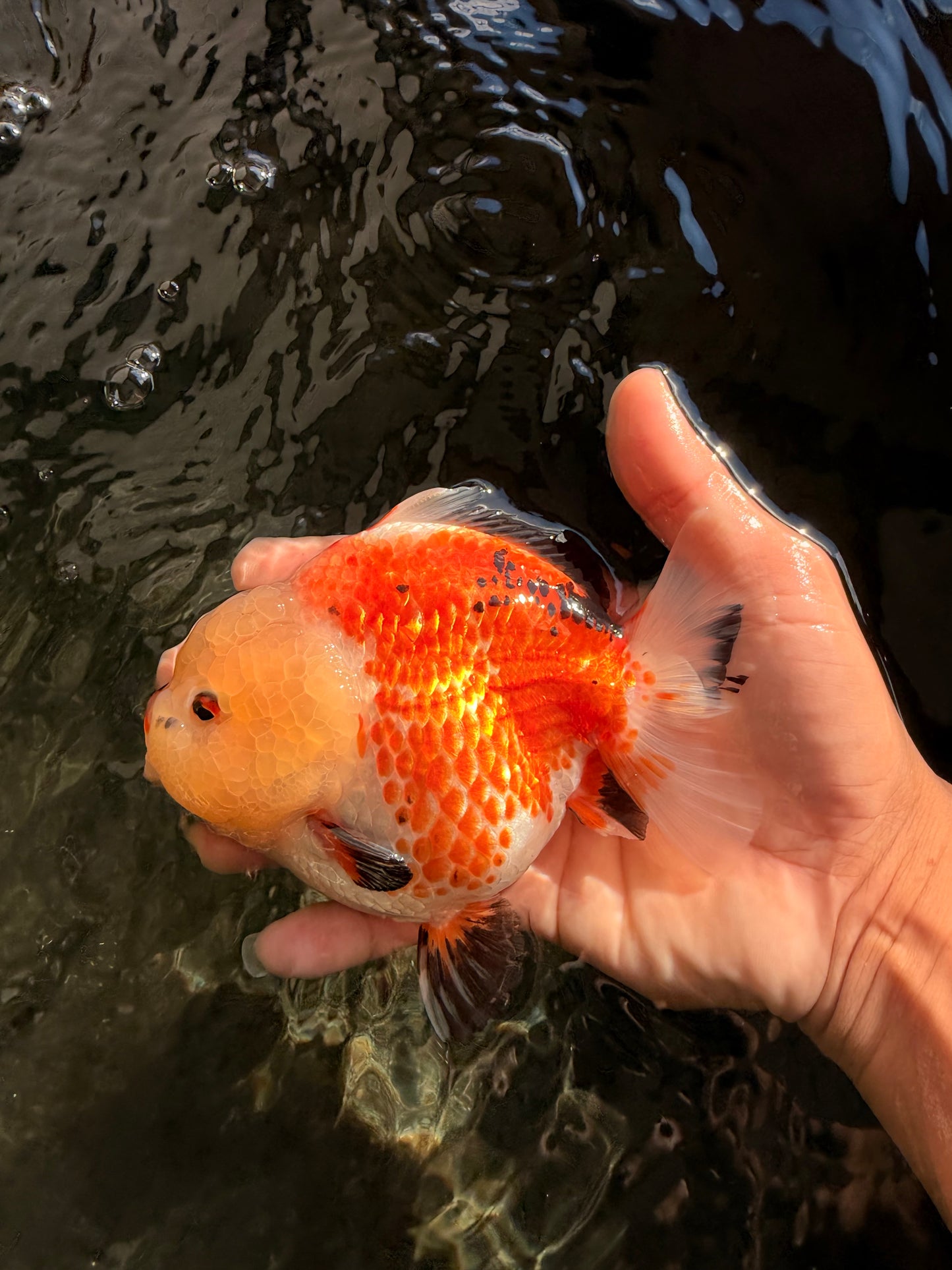 A Grade Tricolor Yuanbao Female 5-5.5 inches #061926YB_31
