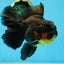 AAA Grade SPECIAL Red White Oranda Male 6.5 inches #080825OR_20