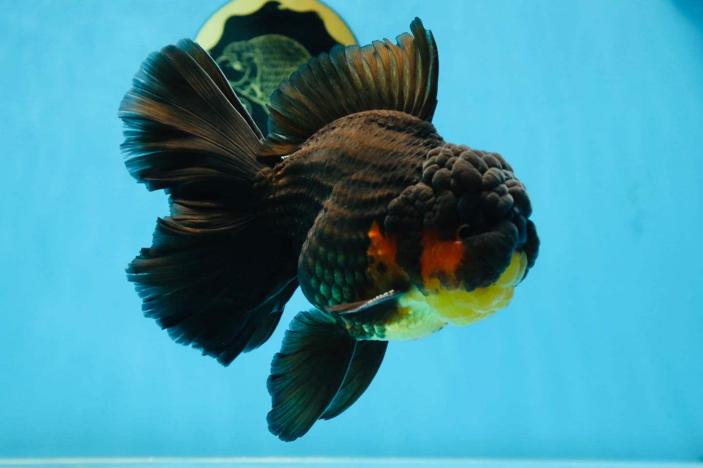 AAA Grade SPECIAL Red White Oranda Male 6.5 inches #080825OR_20