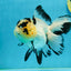 AAA Grade Panda Butterfly Oranda Female 5.5 inches #121324OR_14