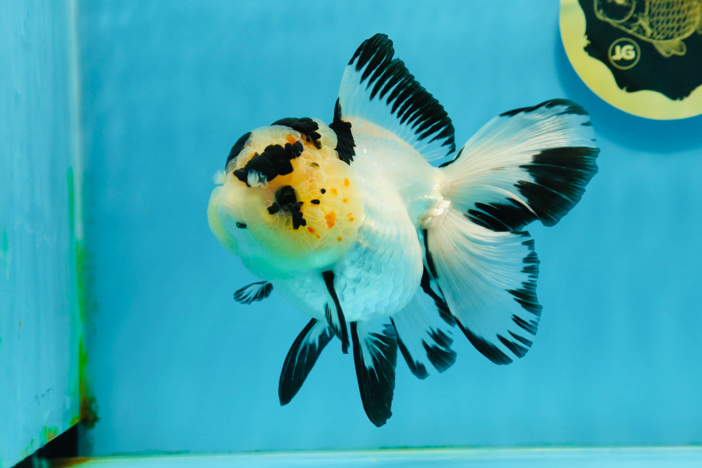 AAA Grade Panda Butterfly Oranda Female 5.5 inches #121324OR_14